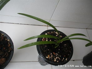兰花单独的芽怎么养,兰花芽苗养护全攻略