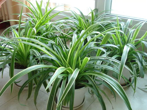 吊兰植物有哪些品种,盘点吊兰植物的多样品种与独特魅力