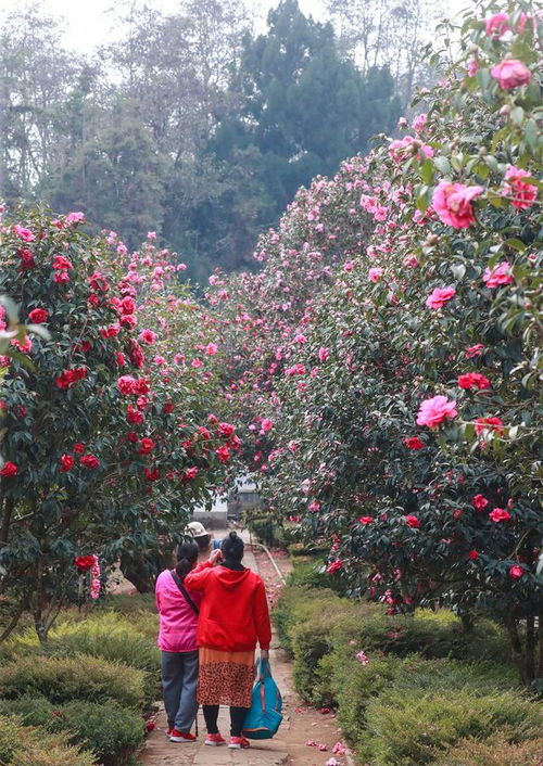 山茶花什么地开