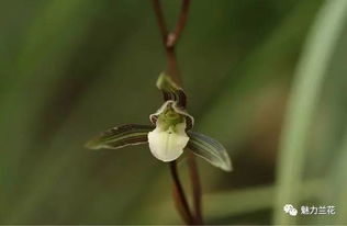 如何促进花伸长,科学养护指南