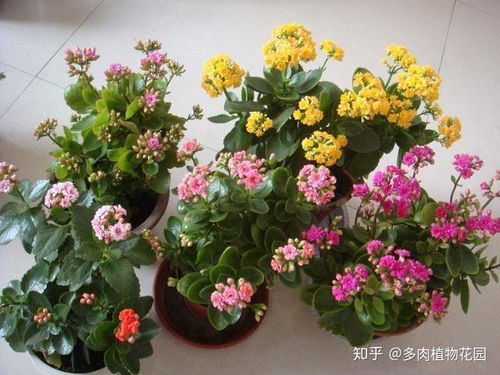 长寿花不开花怎么办