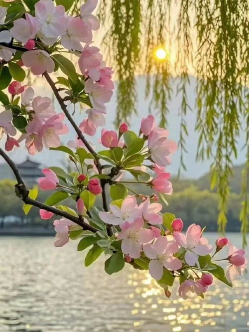 春天有什么花会开,百花争艳的春天花事