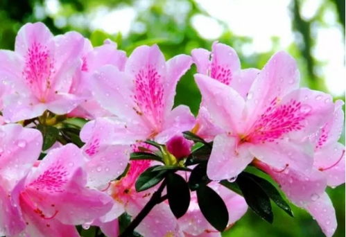 杜鹃花怎么浇水,掌握浇水技巧，让花朵绽放如画