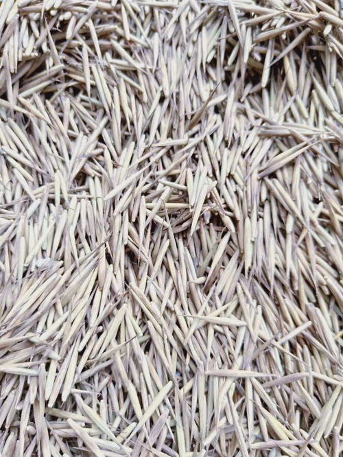 毛竹芽怎么种,毛竹芽种植技巧与培育方法解析