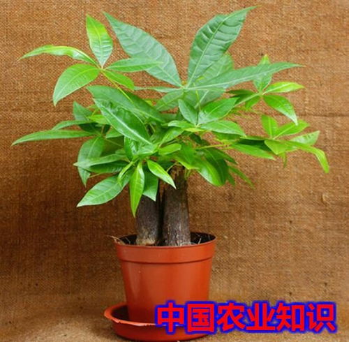 发财树怎么养殖,选对花盆，让根系呼吸