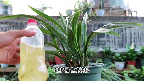兰花用什么肥好,揭秘最适合兰花的肥料选择