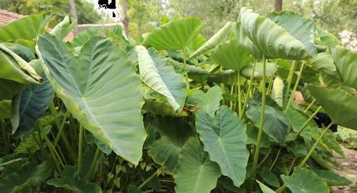 芋头种怎么选择,品种选择与种植技巧揭秘
