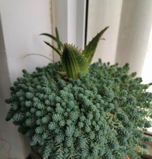 长花配什么盆,揭秘与长花相得益彰的盆器搭配艺术