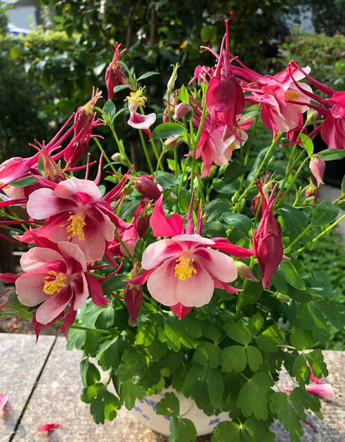 耧斗菜怎么养殖,耧斗菜种植养护全攻略