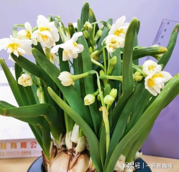 水仙开完花后怎么处理,重焕生机，年年盛开