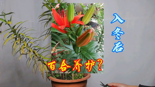 百合应该怎么养,从种植到绽放的全程指南