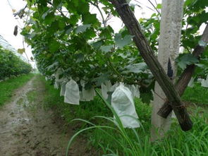 冬天吐葡萄秧怎么埋