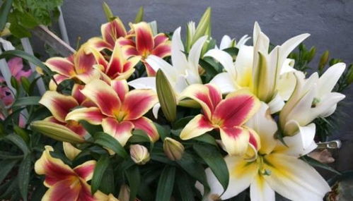 百合花开完花后植株如何处理,植株养护与再生攻略