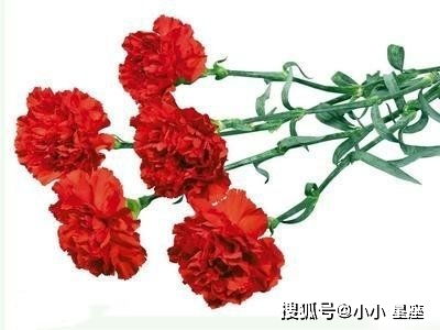 老鼠为什么爱康乃馨呢,揭秘老鼠偏爱康乃馨的神秘魅力