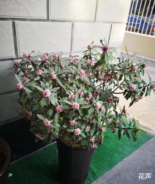 什么盆栽花香味浓郁,打造家中自然香氛角落