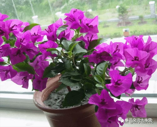三角形花是什么花,揭秘三角形花的风采与魅力