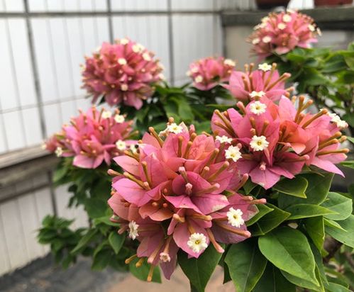 三角梅不开花是什么原因,揭秘原因与养护攻略”