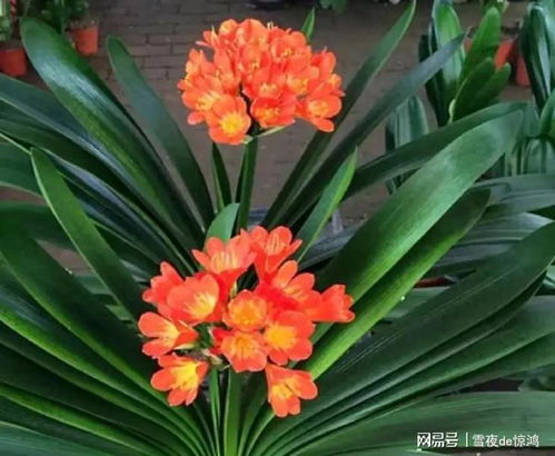 君子兰为什么不开花,探究原因与养护技巧