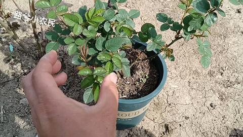 怎么样让月季芽边,月季芽边培育技巧解析