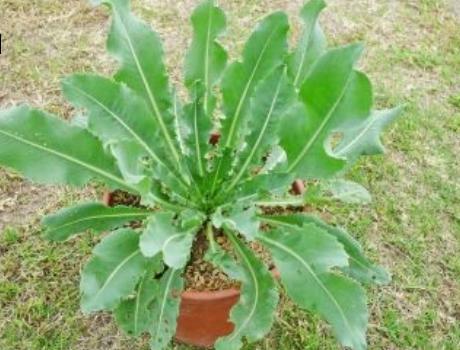 牛角棵是什么植物,牛角棵的奥秘与价值