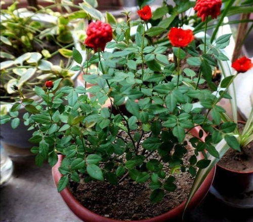 月月红怎么养,打造四季常开的花卉宝库