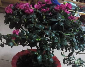 怎么修剪杜鹃花,杜鹃花修剪技巧全解析
