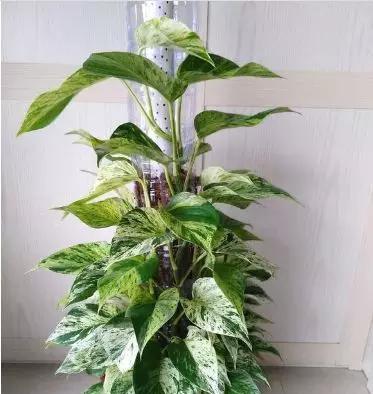 绿萝柱如何做,打造家居绿意盎然的垂直景观