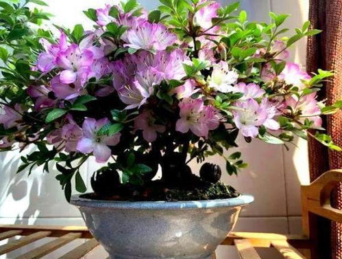 花旺长怎么办,轻松应对植物旺盛生长