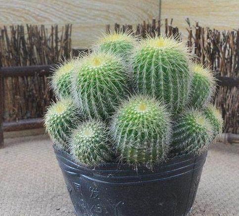 哪些花卉吸尼古丁,揭秘吸尼古丁花卉的神奇作用
