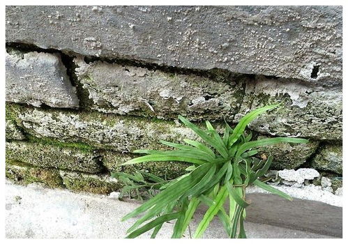凤尾草怎么繁殖的,自然与人工繁殖方法全解析