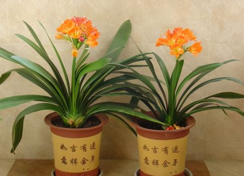 新栽君子兰应注意什么,生根发芽的关键步骤