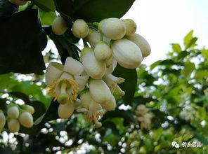 柚子树花是什么颜色,金黄满园
