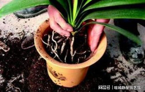 君子兰烂根怎么办,恢复生机，重焕光彩