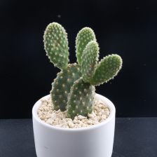 黄毛掌白毛掌哪个好看