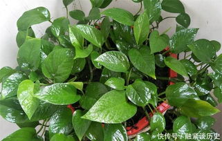 阿司匹林怎么浇水培绿萝,绿萝浇水培植攻略