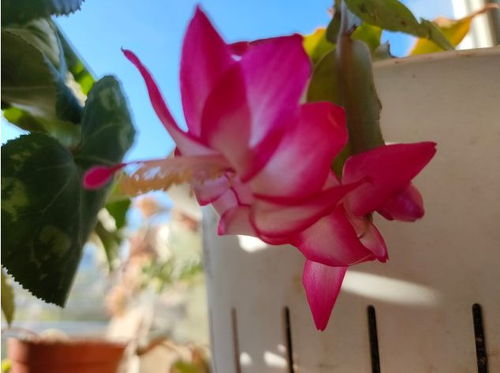 为什么家里的花不开花了,原因与解决策略
