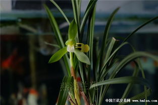 春兰开在什么地方,探寻自然之美