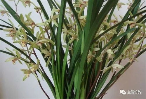 兰花北方夏季多久浇水,掌握最佳浇水量,助力兰花茁壮成长