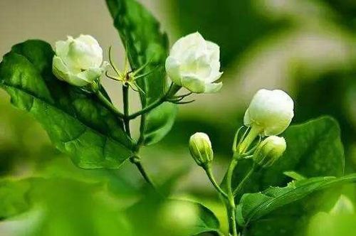 茉莉花什么颜色,探寻不同色调下的茉莉花韵
