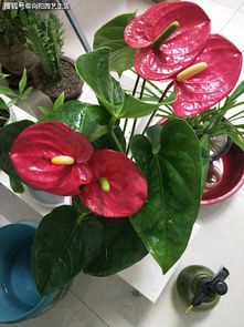 红掌花黄叶子什么病,红掌花黄叶病因探究
