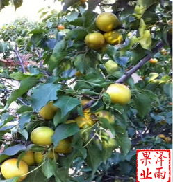 杏树夏日如何修剪,夏日杏树修剪技巧概述