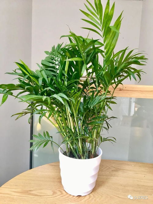 袖珍椰怎么移植,袖珍椰移植技巧与生长秘诀