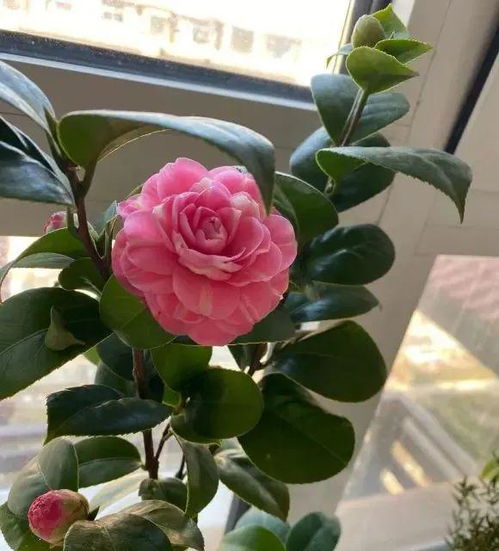 茶花怎么养才长得好,选对土壤，茶花生长的基石