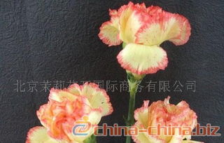 黄色单头康乃馨叫什么,探寻黄色单头康乃馨的温馨寓意