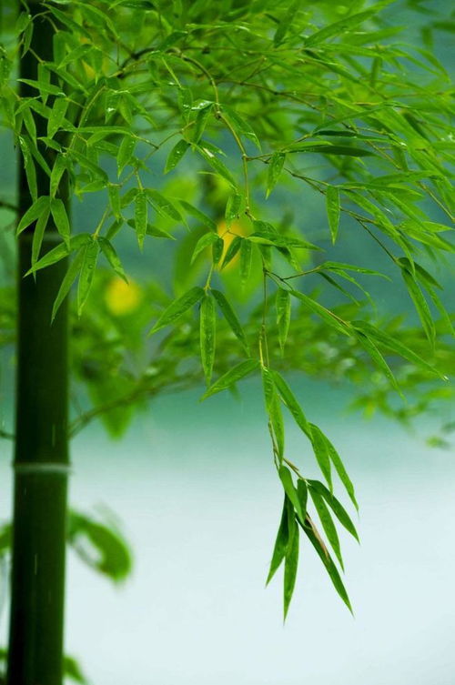 竹的品质和象征什么,象征坚韧与高洁