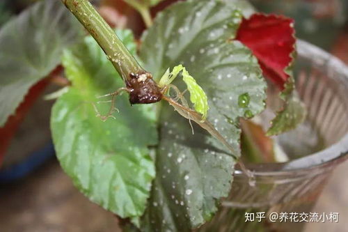 秋海棠怎么扦插,从枝条选择到生根养护
