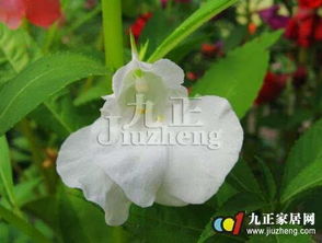 凤仙花不浇水多久会死,不浇水多久将面临生死考验