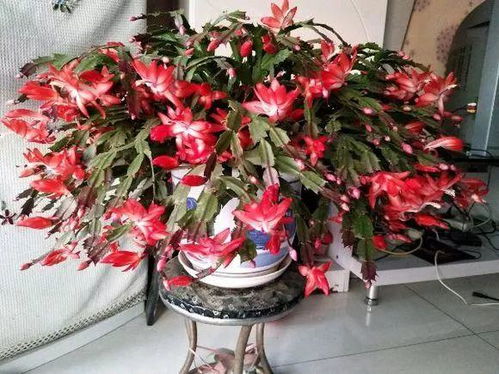 红盆种花怎么样,打造家居绿意盎然的艺术空间