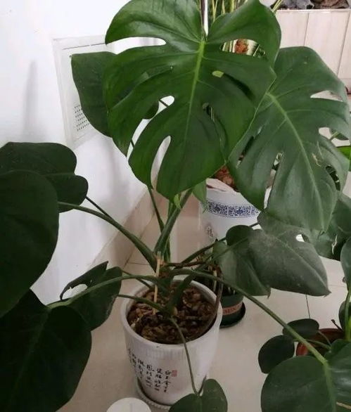 龟背竹怎么养,打造家居绿意盎然