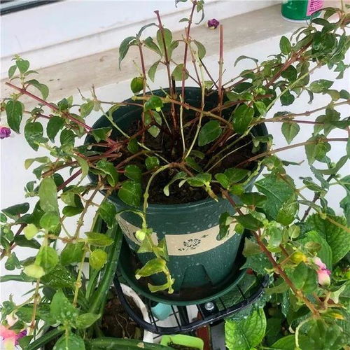 哪些盆栽不能淋雨,揭秘哪些植物不宜淋雨